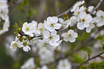 Spring cherry blossom