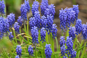 Muscari blooms in the flowerbed
