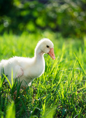 Obraz premium The yellow gosling walked to the grass, and the light shone from behind.