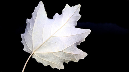 Back side of a Maple Leaf with dark background