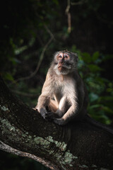 Monkey in the forest, Male Balinese long-tailed Monkey, Macaca fascicularis
