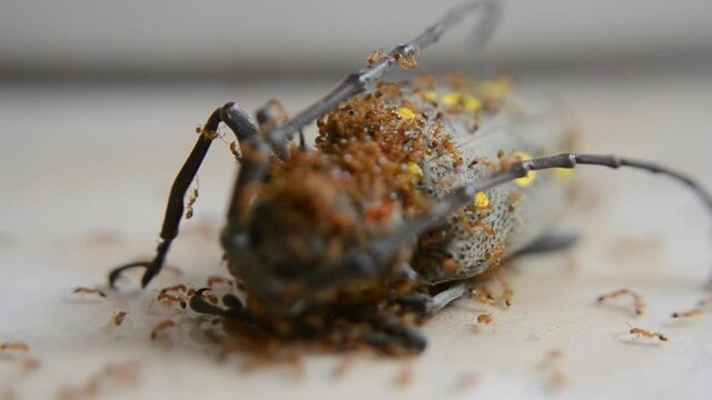 Ant activity, small red ants attack an insect