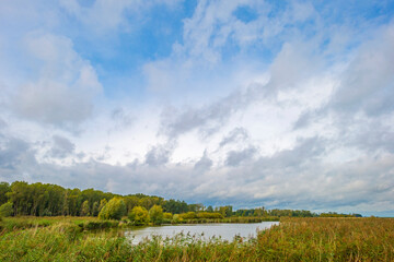 The edge of a lake in a green windy rainy wetland in spare sunlight under a grey white cloudy sky in autumn, Almere, Flevoland, The Netherlands, October 4, 2020