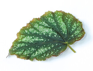 Green leaf Begonia on white background.