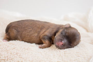 newborn dog sleeping time 