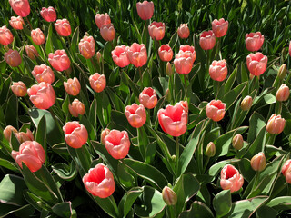 tulips blossom in the beautiful garden at spring time, North Holland Netherlands