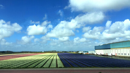landscape of tulip field with blue sky in North Holland Netherlands
