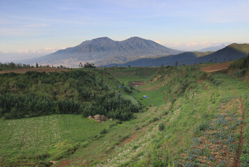 morning view of carrot garden on the hill. agriculture in the highlands of Indonesia