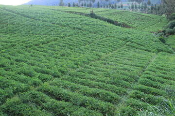 Fototapeta na wymiar morning view of carrot garden on the hill. agriculture in the highlands of Indonesia