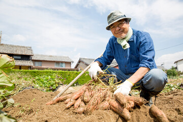 さつまいもの収穫、日本人男性