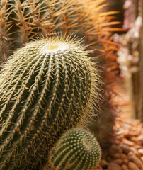 close up cactus and thorns.