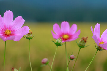 コスモスと秋の稲穂