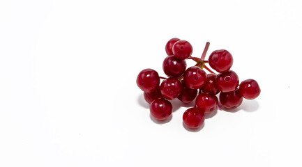 A bunch of red berries viburnum on a white background.