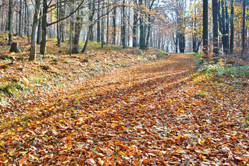 Dry  leaves on the ground in a  autumn forest. Selective focus. Blurred autumn nature background.