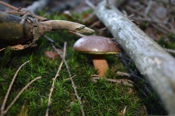 mushroom in the forest