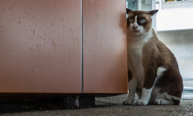 The cat is sitting on the floor at the corner of building. Street cat. Selective focus.