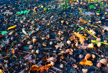 Eicheln und Laub auf dem Asphalt. Der Herbst beginnt.