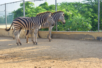 Fototapeta na wymiar beautiful zebra in the zoo