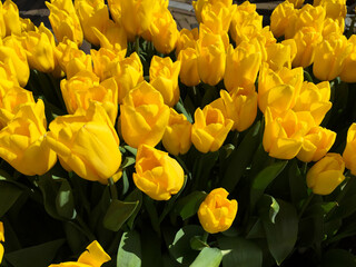tulips blossom in the beautiful garden at spring time, North Holland Netherlands