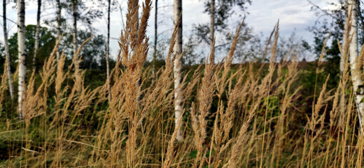 Fototapeta premium Golden bent in the autumn