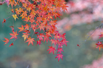 日本の秋の風景
