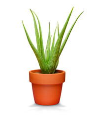 Aloe vera in pots isolated on white background with clipping path