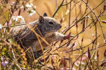 squirrel in the forest