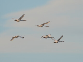 Fünf weiße Schwäne (Cygnus) im Flug vor hellblauem Himmel leicht bewölktem Himmel