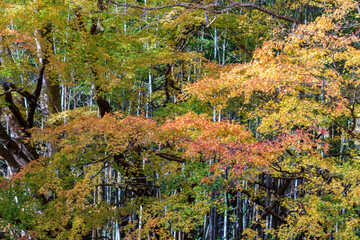 日本の秋の風景