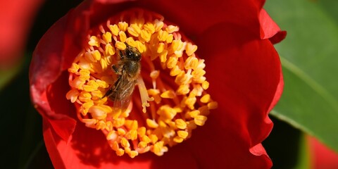 abeille dans une fleur de camélia © Guy Pracros