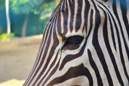 Close up of a zebra eye