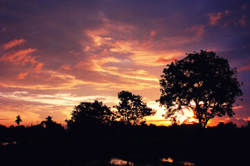 Sunset behind the trees