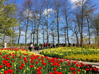 tulips blossom in the beautiful garden at spring time, North Holland Netherlands