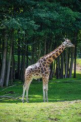 Vertical shot of a giraffe in a zoo