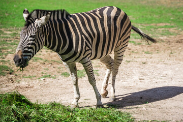 Fototapeta na wymiar Closeup of zebra at the zoo