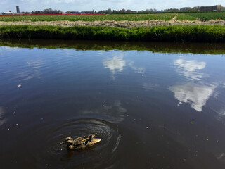 ducks swimming on the lake at spring time, sunny day, North Holland Netherlands 