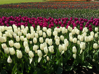 tulips blossom in the beautiful garden at spring time, North Holland Netherlands