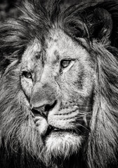 Black and white portrait of a mighty lion with a calm face expression