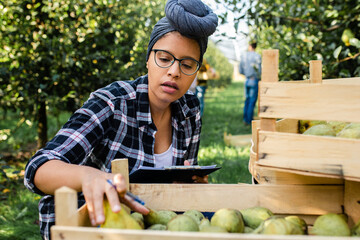 Young female african american farmer examining quality of pears after piking in orchard.