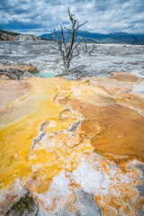 hydrothermal areas of mammoth hot springs in yellowstone national park, wyoming in the usa