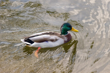 Obraz premium duck on the water