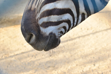 extreme zebra nose close up