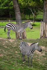 Fototapeta na wymiar Closeup of zebras at the zoo