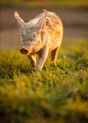 Pigs eating on a meadow in an organic meat farm - telephoto lens shot with good compression, tack sharp