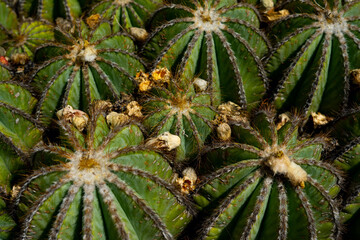 Round shaped cactus in summer in Villefrance-sur-mer, France. Cactus using as a decor. On a Grey background of blurred stones.