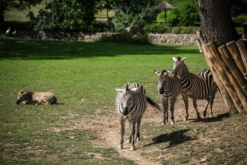 Three zebras at the zoo