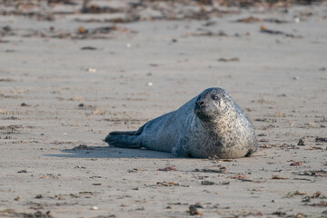 Fototapeta premium One Grey Seal, Halichoerus grypus. Alone on the beach