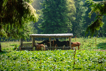 Wooden stable with feeding horses in green Carpathian forest