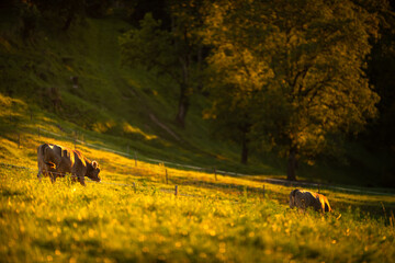Cows going home from pasture at the close of the day - Regenerative farming concept/Grass fed beef
