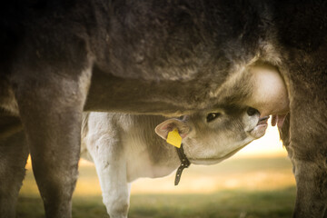 Cute calf drinks milk from its mother's udder